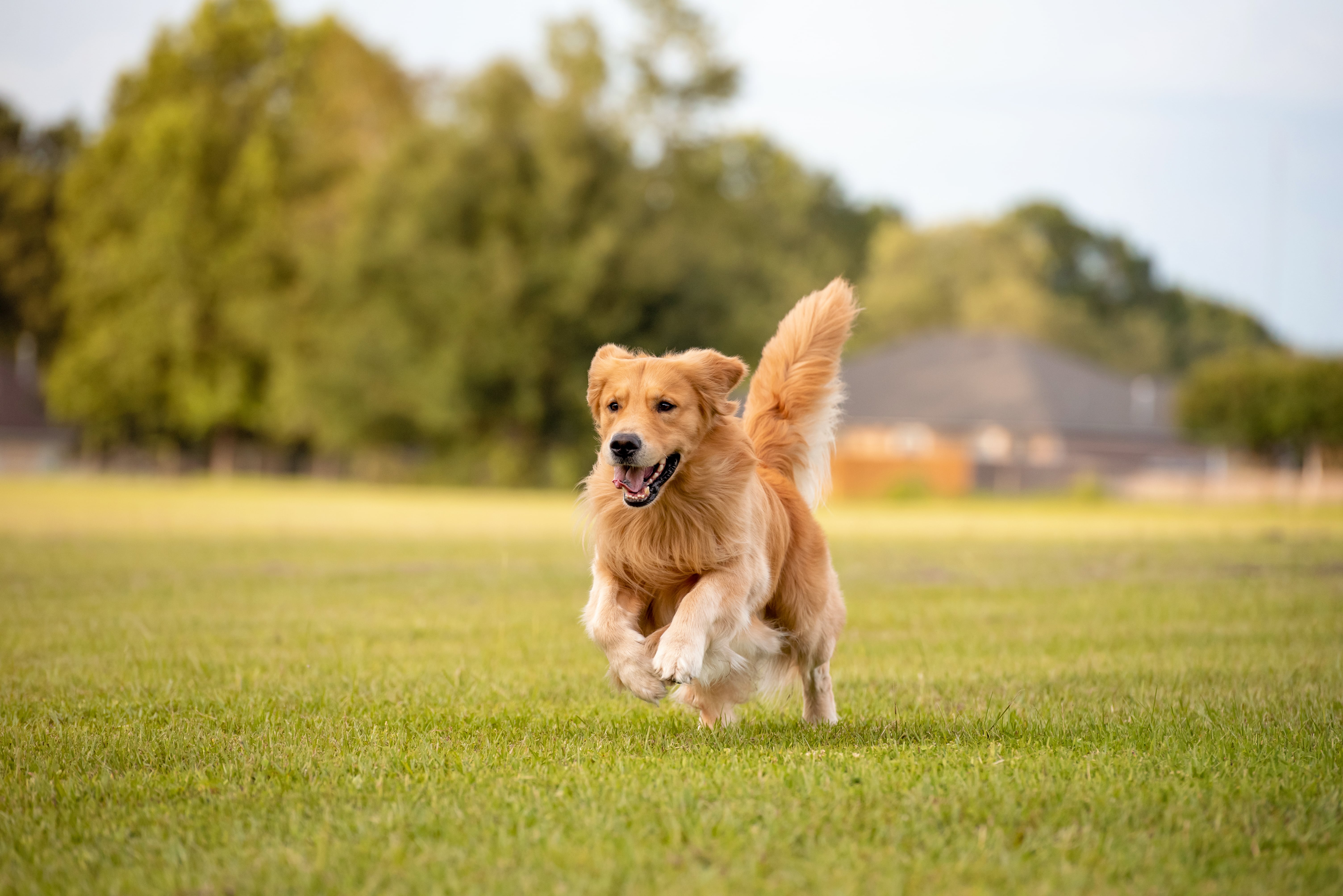 Dog Trainer In Astoria New York | Pet School For You