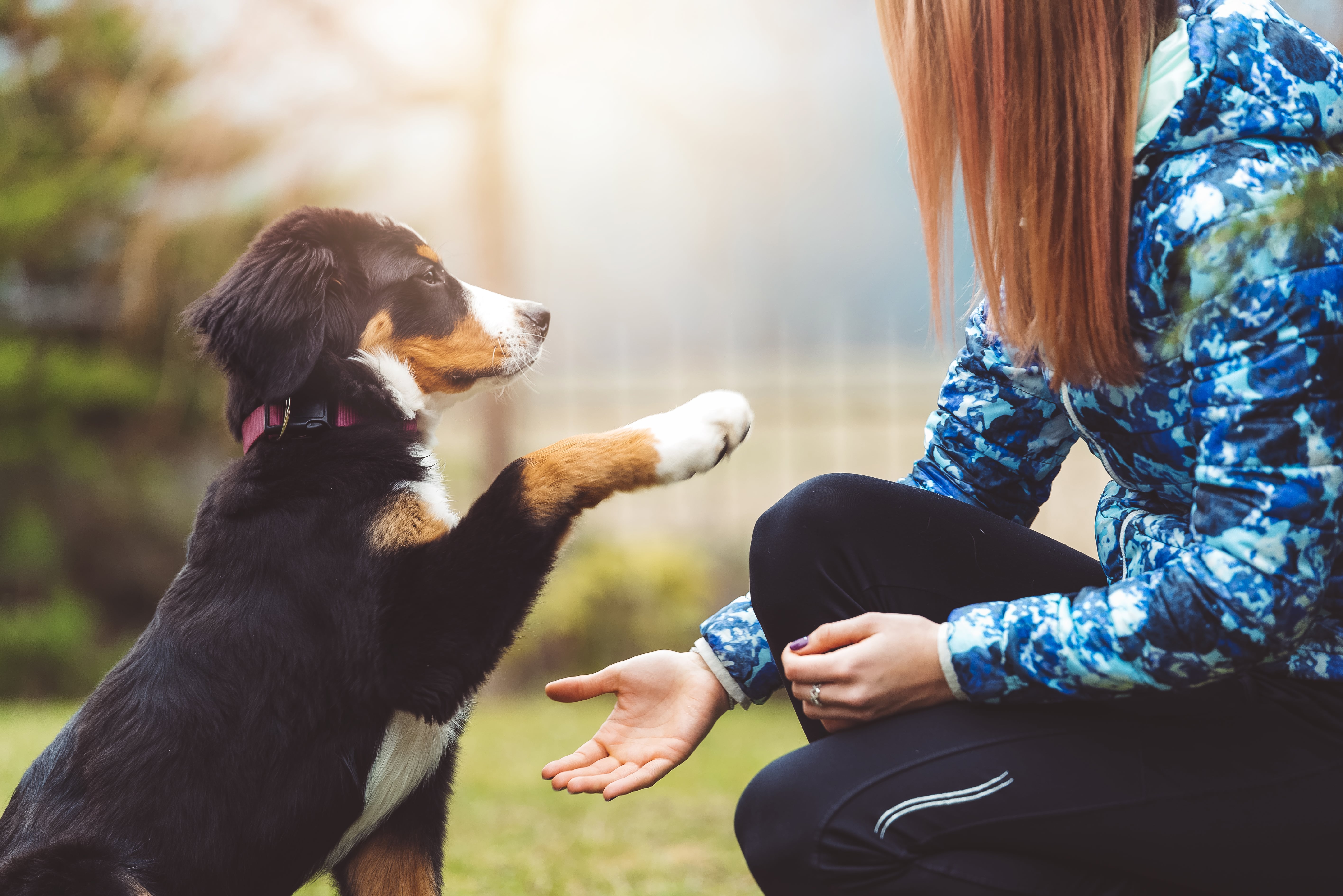 Dog Trainer In Astoria New York | Pet School For You