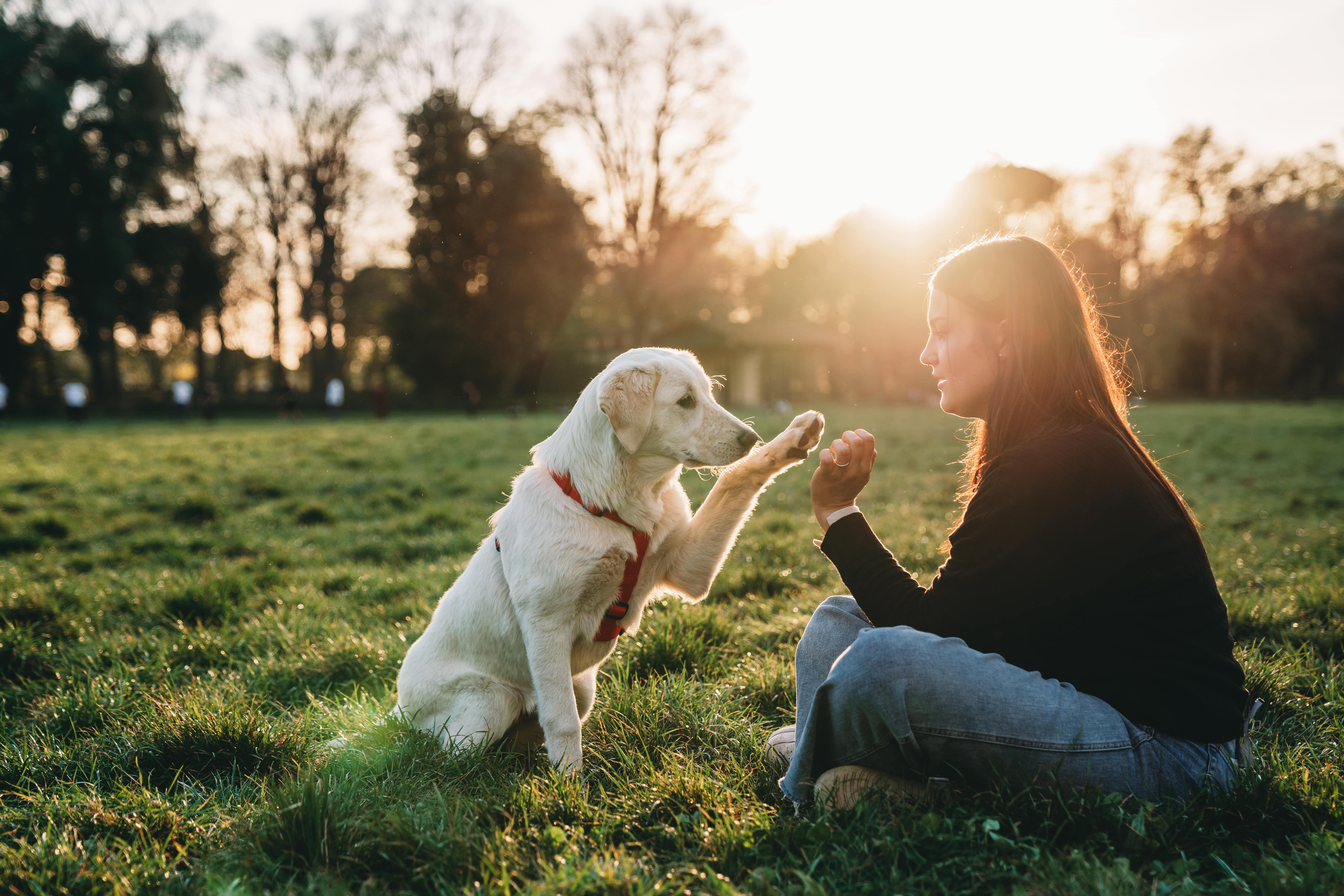 Dog Trainer In Astoria New York | Pet School For You